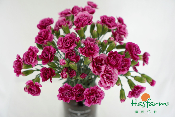 ‘三亿体育’2020年肉狗多少钱一斤？肉狗养殖挣钱吗？（附养殖前景分析）