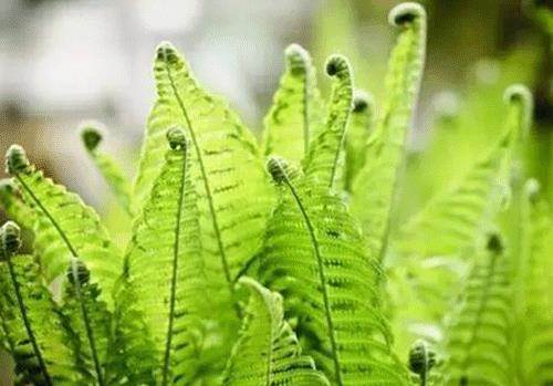 【三亿体育官网】巴基斯坦首次承认拥有战术核武 称要部署在印巴边境