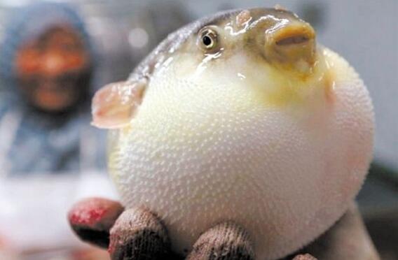 三亿体育|大学生的百万花农之梦--薛明涛