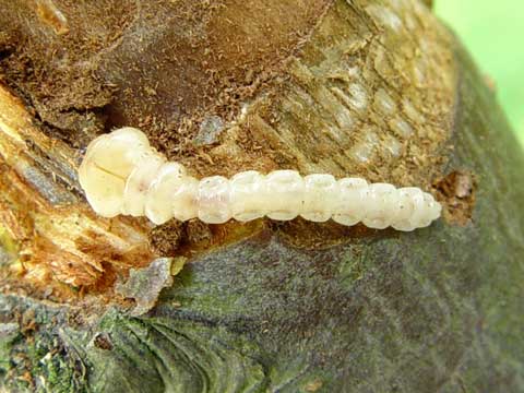 黄花鱼零售多少钱一斤？我国黄花鱼产地在哪里？_三亿体育手机版