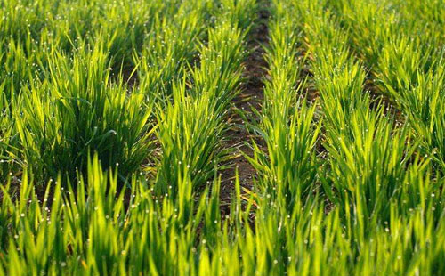 国际光伏需求旺中盛、中建材新建案开工-三亿体育(图2) 三亿体育