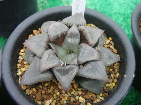 英国女子在西班牙玩蹦极 疑因绳索放太长撞桥惨死：三亿体育