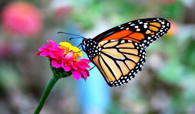 ‘三亿体育官网’马来西亚柔佛州海关截获30吨巴花木材(图2) 三亿体育官网